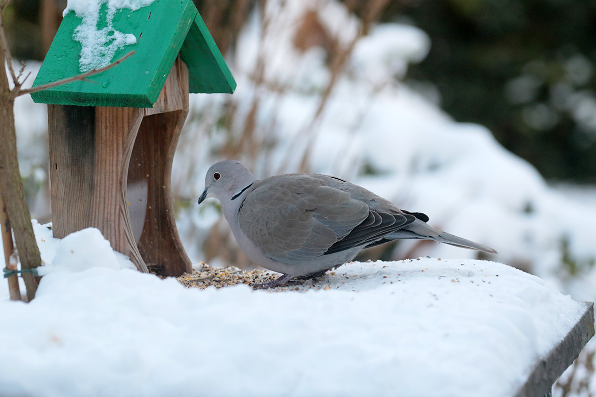 Turkse Tortel in tuin van Hans en Gina Mom